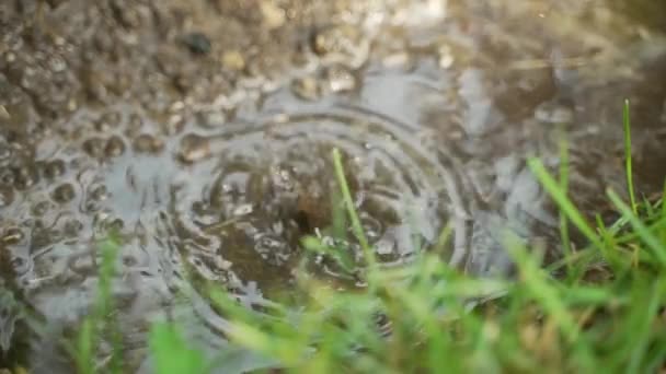 Yağmurdan Sonra Sürekli Düşen Damlalardan Oluşan Küçük Çamurlu Bir Birikintisinde — Stok video
