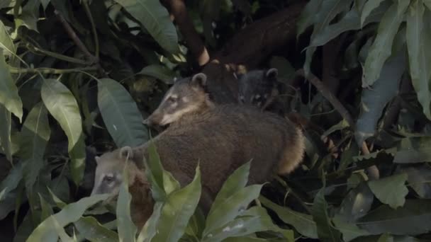 Small Family South Smerican Coati Peeking Out Rainforest Foliage Long — Stock Video