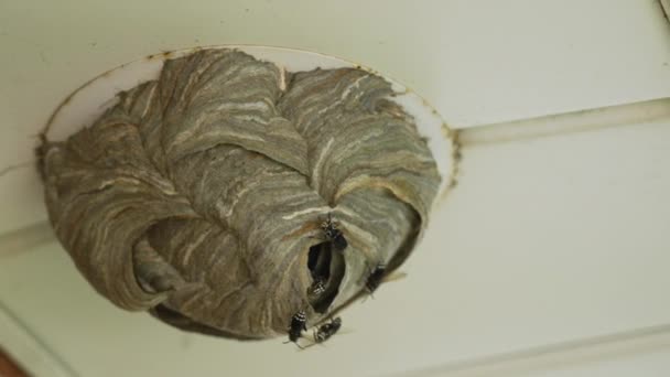 Wasp Nest Built Pot Light Fixture Ceiling One Wasp Crawls — Stock Video
