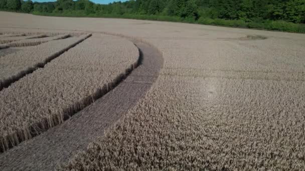 Luftdrone Fremadgående Skudt Moden Hvedemark Solrig Sommeraften Omgivet Grøn Skov – Stock-video