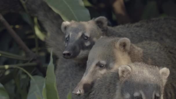 Los Coati Sudamericanos Acurrucaron Juntos Asomándose Follaje Selva Tropical Disparo — Vídeo de stock