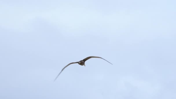 View Waved Albatross Vliegend Punta Suarez Galapagos Volg Shot — Stockvideo
