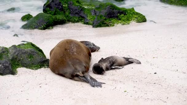 Galapagos Sea Lion Mother Sleeping Pup Punta Suarez Espanola Island — Stockvideo