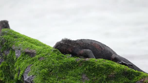 圣诞海洋伊瓜纳在加拉帕戈斯的普塔苏亚雷斯海岸吃绿色苔藓 — 图库视频影像