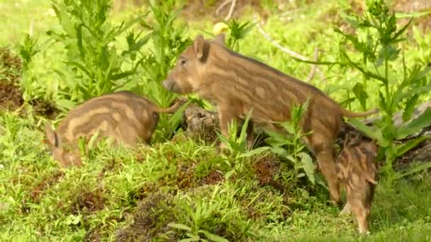 森林里的家族野猪 猪妈妈和她的小宝宝在草地上徘徊 — 图库视频影像