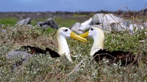 波状のアルバトロス鳥のペアが互いを初演アンタ スアレス エスパローラ島ガラパゴスで スローモーション — ストック動画