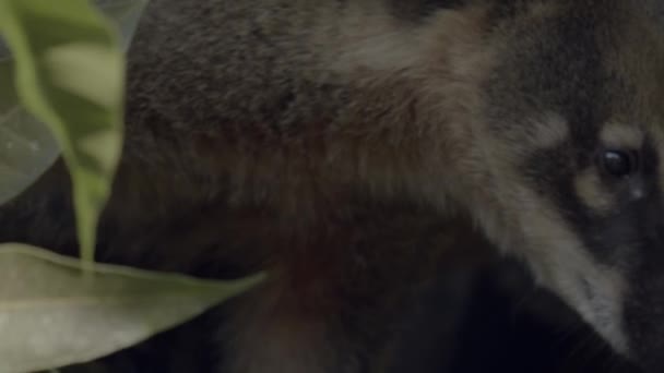 Primer Plano Curioso Coati Sudamericano Dosel Selva Tropical — Vídeo de stock