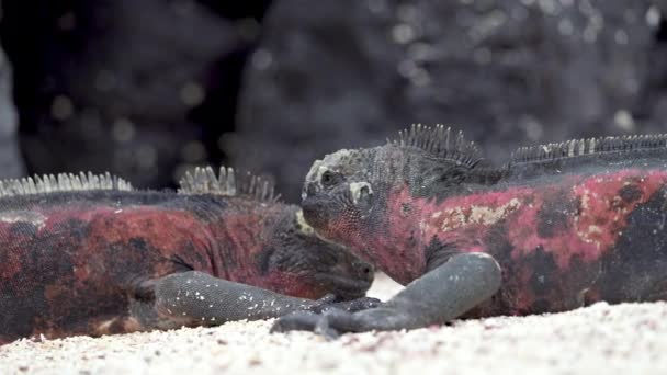 Par Orörliga Jul Iguanas Stranden Punta Suarez Galapagos Låg Vinkel — Stockvideo