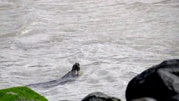 Julen Iguana Simning Och Promenader Vattnet Vidare Till Stranden Punta — Stockvideo