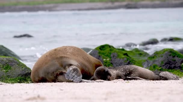 Galapagos Sea Lion Mother Dormir Côté Pup Punta Suarez Espanola — Video