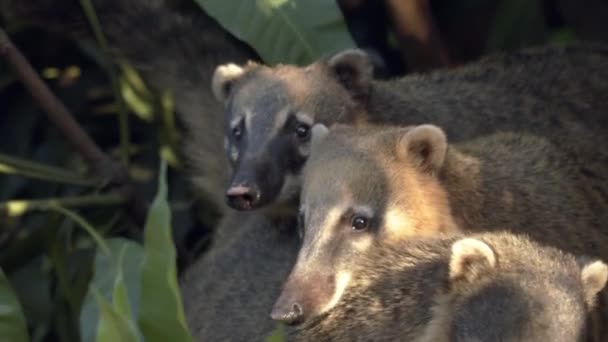 Dva Jihoameričtí Coati Položili Hlavy Další Coati Telephoto Shot — Stock video