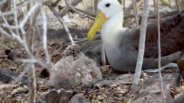 Espanola岛Galapagos的Punta Suarez的筑巢点生了宝宝的波浪信天翁 — 图库视频影像