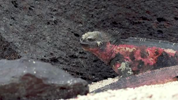 Christmas Iguanas Beach Lava Rock Punta Suarez Galapagos Dalam Bahasa — Stok Video