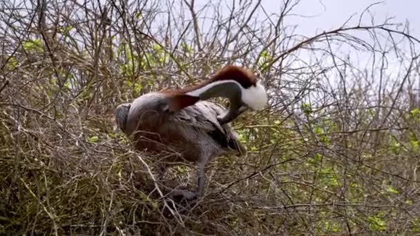 Galápagos Brown Pelican Perched Nest Preening Its Feathers Galapagos Movimento — Vídeo de Stock