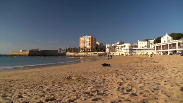 Чорний Собака Копає Діру Широкому Відкритому Пляжі День Блакитного Неба — стокове відео
