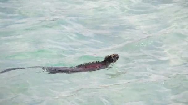 Iguana Marine Noël Nageant Dans Eau Aux Galapagos Mouvement Lent — Video