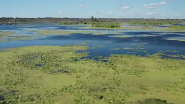 Staw Algami Michigan Dronem Wideo Niski Ruch Przodu — Wideo stockowe