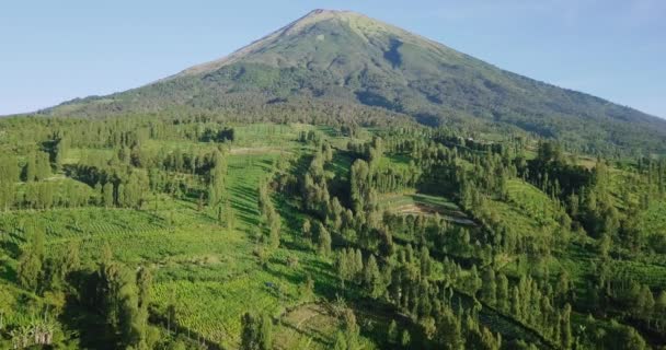 Vol Aérien Lent Dessus Tobacco Plantation Sur Montagne Pendant Ciel — Video