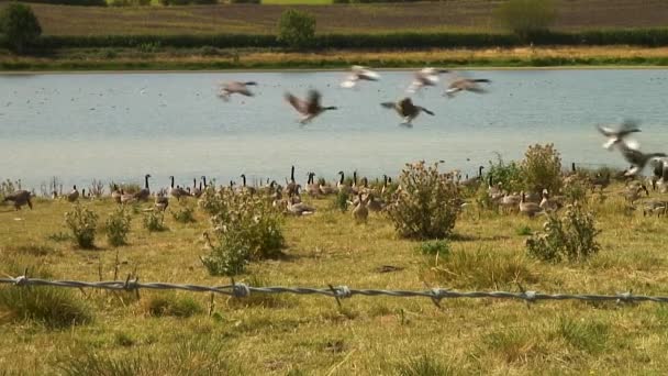 Gös Gäss Flyger Lågt Över Eyebrook Reservoar Med Flock Som — Stockvideo