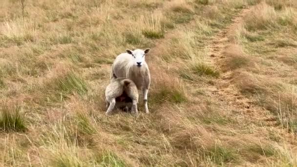 Cotswolds Ngiltere Deki Bir Çayırda Anne Koyundan Süt Içerken Kuyruğunu — Stok video