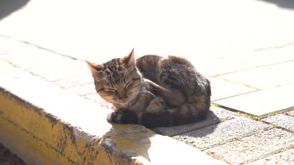 松驰可爱的猫睡在混凝土上晒太阳 — 图库视频影像