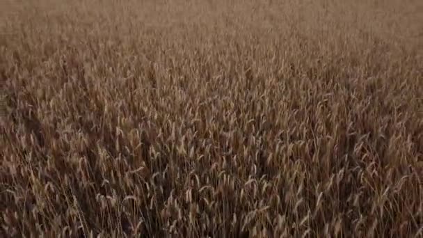 Повітря Встановлює Стрілянину Жовтого Пшеничного Поля Фоновими Деревами Похмурий День — стокове відео