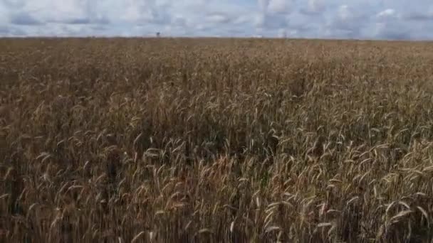 Kreisförmige Luftaufnahme Mittlerer Höhe Eines Gelben Weizenfeldes Einem Bewölkten Tag — Stockvideo