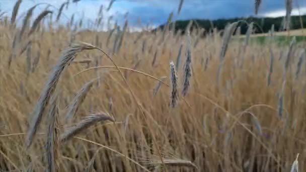 Menutup Bulir Kuning Kering Ladang Gandum Pada Hari Berawan Ukraina — Stok Video