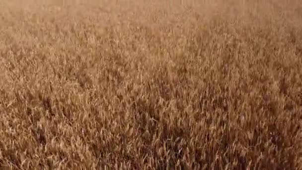 Вид Беспилотника Показывает Пшеничное Поле Золотыми Культурами Открытом Воздухе Облачном — стоковое видео