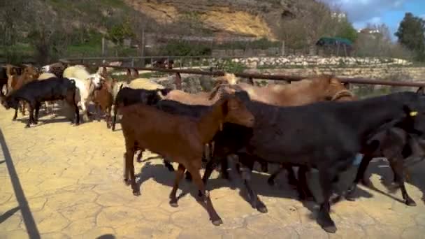 Boerderijgeiten Schapen Die Voor Camera Passeren — Stockvideo