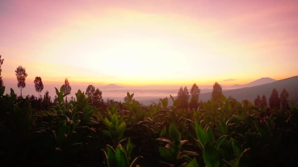 印度尼西亚爪哇中部粉红日出期间在Mount Sindoro斜坡上生长的烟草种植特写 — 图库视频影像