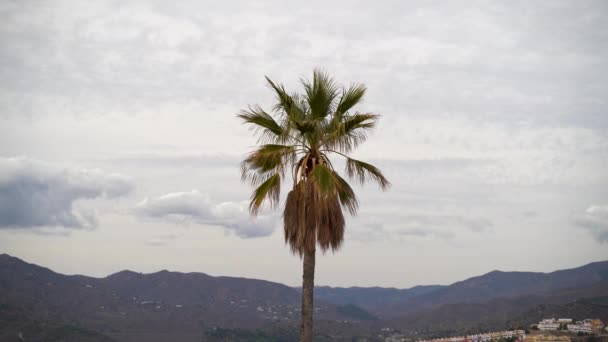 Palmier Simple Minimaliste Contre Ciel Nuageux Montagnes Loin — Video