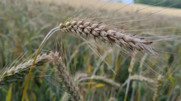 Arka Planda Bulanık Ekin Tarlası Olan Tek Sarı Buğday Dalını — Stok video