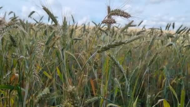 Retire Tiro Espiguillas Trigo Verde Una Tierra Cultivo Día Nublado — Vídeos de Stock