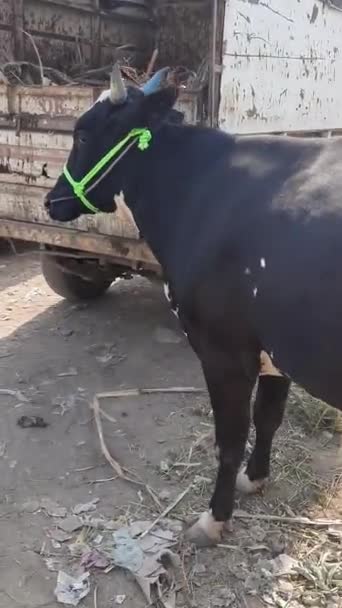 Close Búfalos Búfalos Vacas Fazenda Vertical Video Shot — Vídeo de Stock