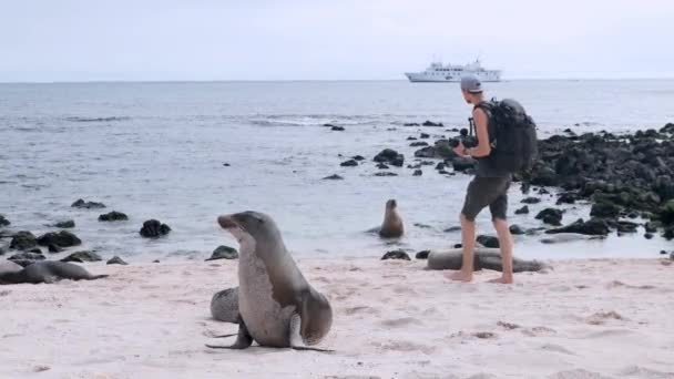 Ajoelhamento Turístico Masculino Usa Mochila Caminhando Para Galápagos Leões Marinhos — Vídeo de Stock