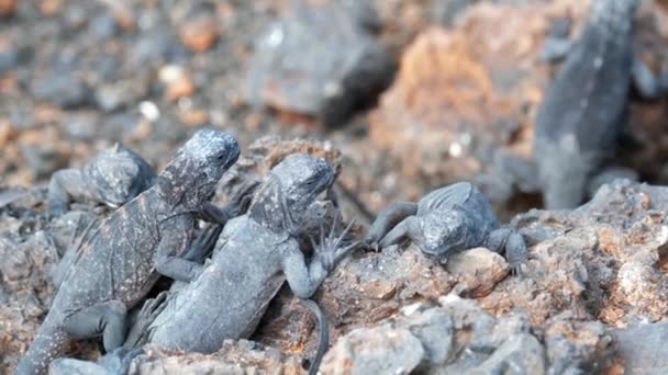 Galápagos Marine Iguana Sea Iguana Rocks Las Tintoreras Islet Puerto — Vídeo de Stock