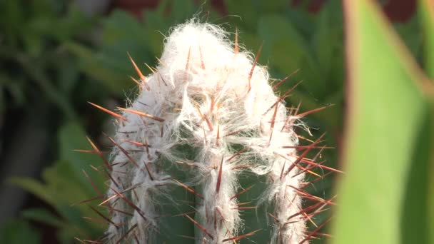 Nahaufnahme Eines Kaktus Mit Großen Schnäbeln Verschwommener Grüner Hintergrund — Stockvideo