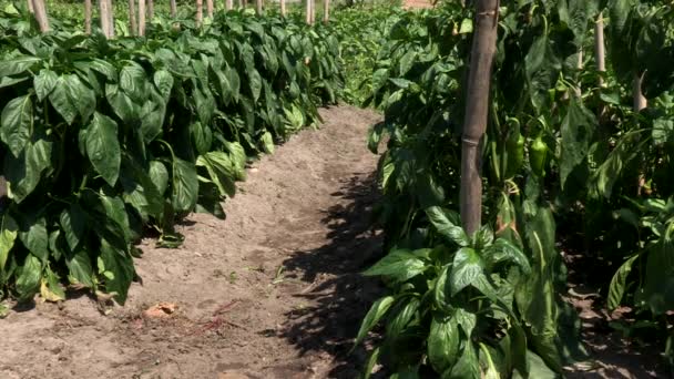 Schöne Plantage Von Paprika Mit Den Blättern Und Grünen Paprika — Stockvideo