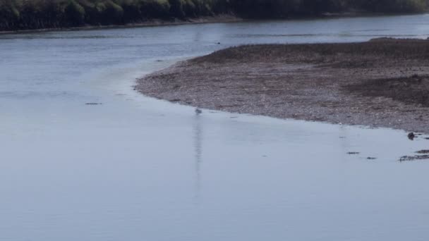 Прекрасне Зображення Річки Низькому Припливі Робить Велику Криву Початок Дня — стокове відео