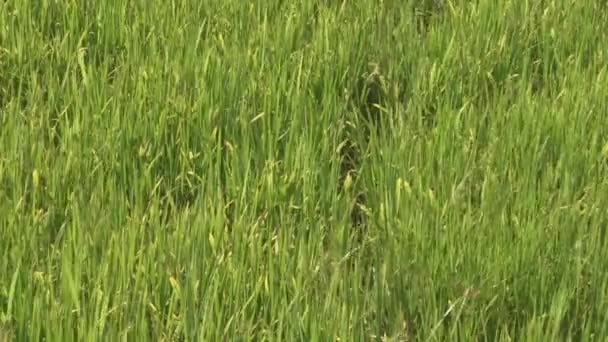 Growing Green Rice Plant Which Moves Wind — Stock Video