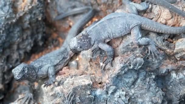 Galapagos Marine Iguana Sea Iguana Sziklákon Las Tintoreras Islet Puerto — Stock videók