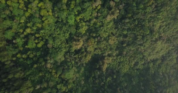 无人驾驶飞机在热带地区上空密集的森林上空鸣枪 天气略多雾 印度尼西亚 — 图库视频影像