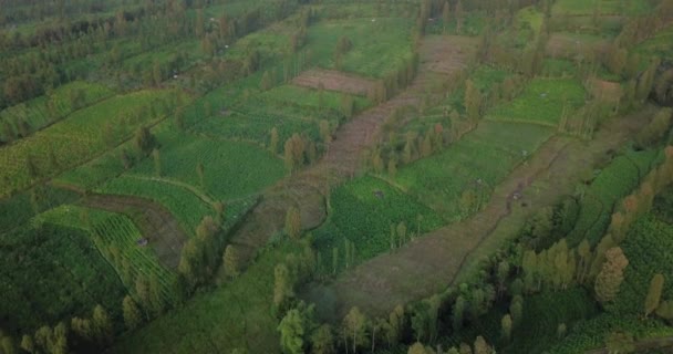 Drone Plantation Tabac Vert Avec Temps Légèrement Brumeux Grande Plantation — Video