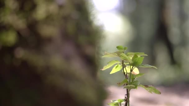 Mousse Feuillage Plantes Vertes Arbres Une Forêt Été Lors Une — Video