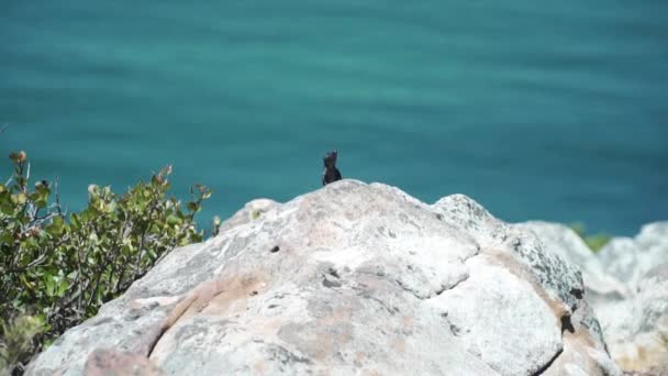 Chameleon Lizard Rock Cape Point Promontory Cape Town South Africa — Stock Video