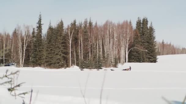 Hund Ledning Skogen Soliga Dagen Alaska Avlägsen Spårning Vänster Pan — Stockvideo