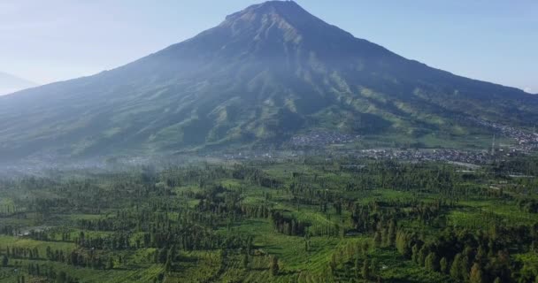 Drone Shot Tobacco Plantation Huge Mountain Background Largest Tobacco Plantation — Stock Video