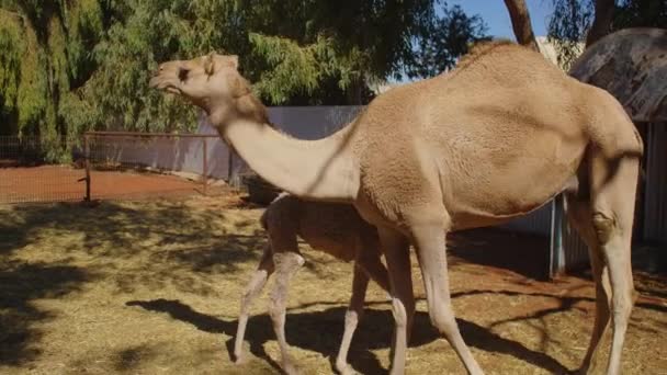 Ein Dromedar Kamelweibchen Einem Gehege Füttert Sein Junges Kalb — Stockvideo