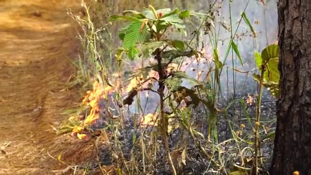 Вогонь Зблизька Краю Лісу Єтнам Денне Світло — стокове відео